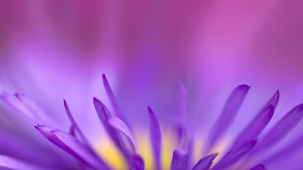 Macro Photography of Vibrant Purple Flower Petals 4K Desktop Wallpaper