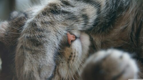 Close up Sleeping Tabby Cat with Pink Nose High Resolution Desktop Wallpaper