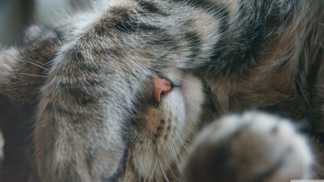 Close up Sleeping Tabby Cat with Pink Nose High Resolution Desktop Wallpaper