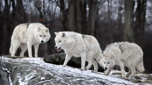Majestic White Wolves Pack on Snowy Rocks Desktop Wallpaper