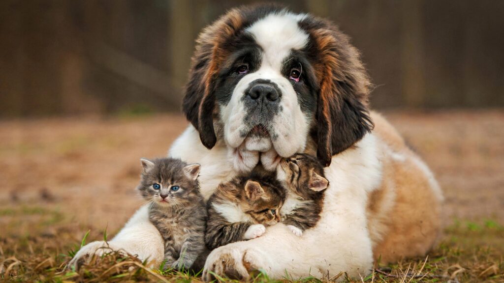 Saint Bernard Dog Embracing Three Cute Kittens Desktop Wallpaper