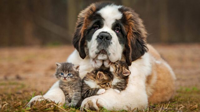 Saint Bernard Dog Embracing Three Cute Kittens Desktop Wallpaper
