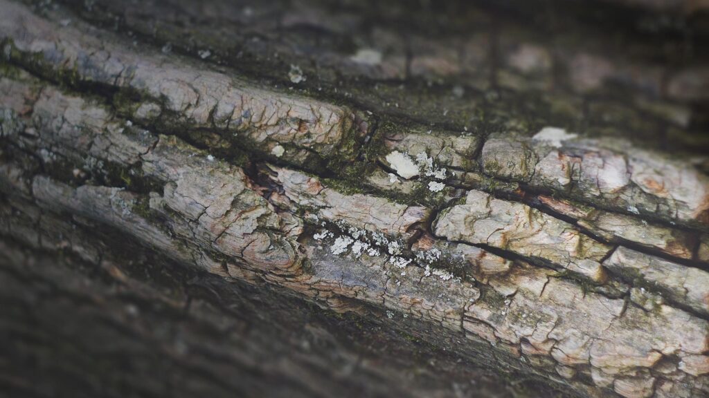 Macro Photography of Weathered Tree Bark Texture Desktop Wallpaper