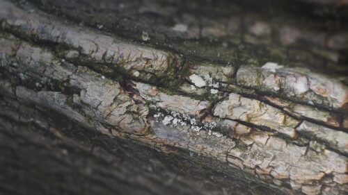 Macro Photography of Weathered Tree Bark Texture Desktop Wallpaper