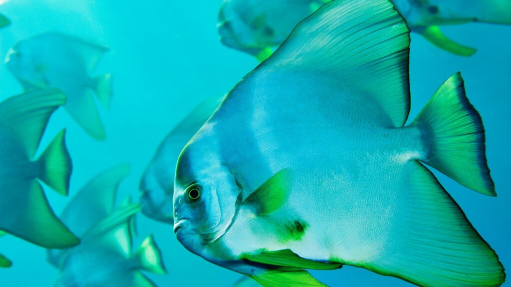 Stunning Batfish School Swimming in Deep Blue Ocean 4K Wallpaper