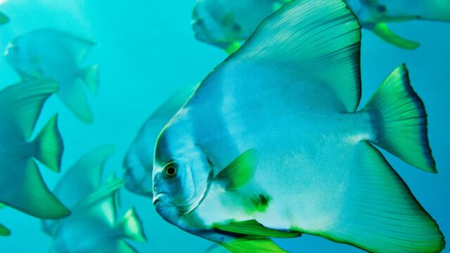 Stunning Batfish School Swimming in Deep Blue Ocean 4K Wallpaper