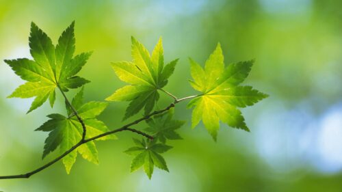 Vibrant Green Japanese Maple Leaves Backlit by Soft Sunlight PC Wallpaper
