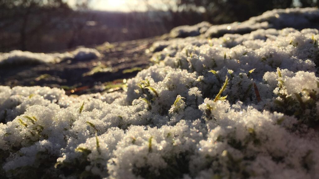 Macro Photography of Frosty Moss Glinting in Winter Sunlight 4K Wallpaper
