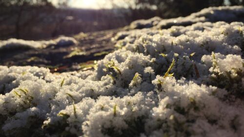 Macro Photography of Frosty Moss Glinting in Winter Sunlight 4K Wallpaper