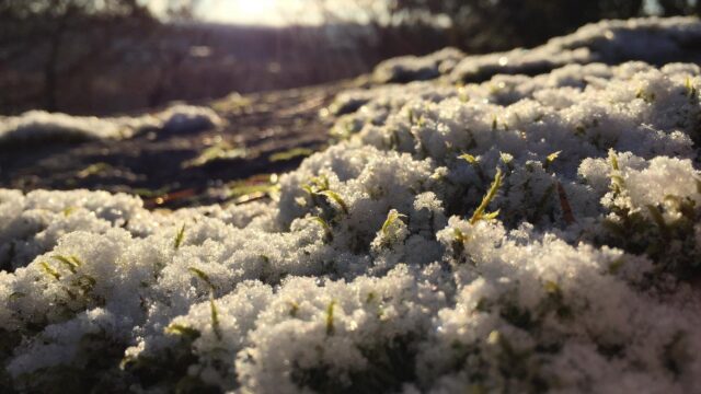 Macro Photography of Frosty Moss Glinting in Winter Sunlight 4K Wallpaper