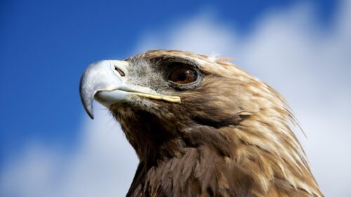 Majestic Golden Eagle Profile Close-Up High Resolution Desktop Wallpaper