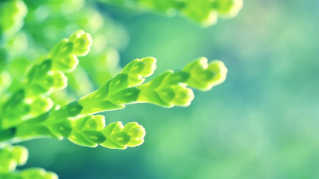 Macro Photography of Lush Green Conifer Foliage 4K Wallpaper