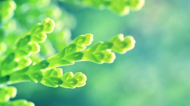 Macro Photography of Lush Green Conifer Foliage 4K Wallpaper