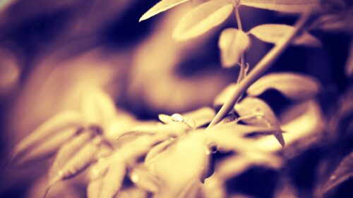 Abstract Macro Photography of Dew Droplets on Leaves 4K Desktop Wallpaper