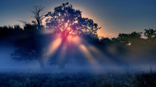 Stunning Sunrise Rays Through Foggy Forest Trees Desktop Wallpaper