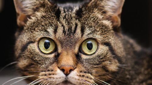 Stunning Close Up Tabby Cat Face with Green Eyes 4K Desktop Wallpaper