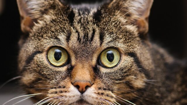 Stunning Close Up Tabby Cat Face with Green Eyes 4K Desktop Wallpaper