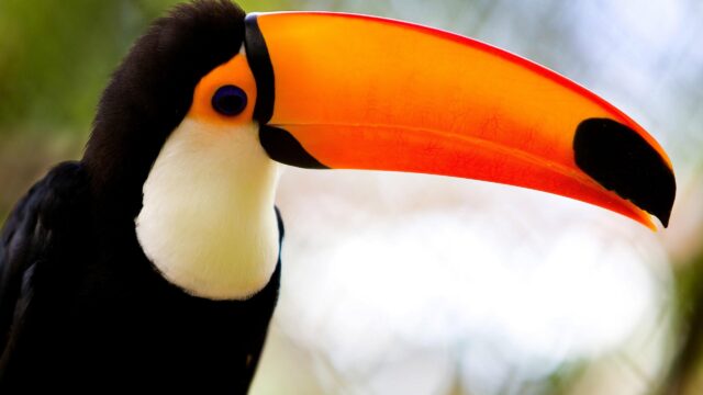 Stunning Toco Toucan Close-up Profile High Definition 4K Desktop Wallpaper