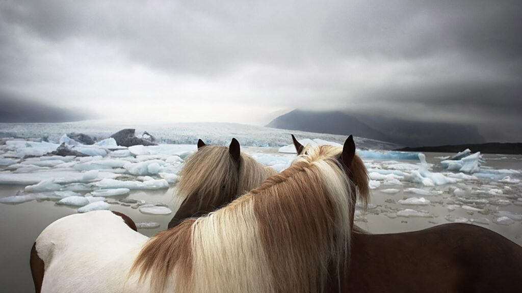 Icelandic Horses Overlooking Jökulsárlón Glacial Lagoon 4K Wallpaper