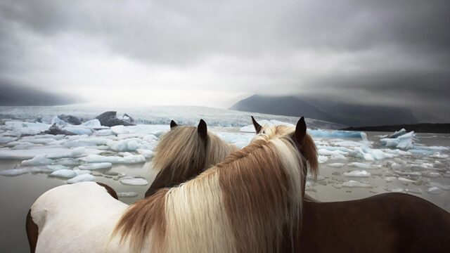 Icelandic Horses Overlooking Jökulsárlón Glacial Lagoon 4K Wallpaper