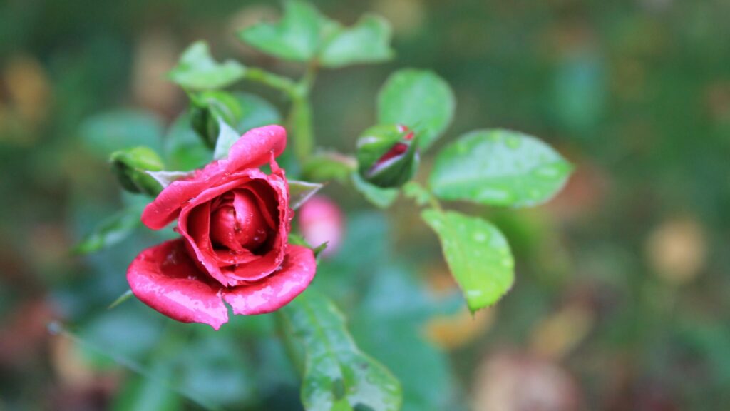 Stunning Pink Rose Bloom with Morning Dew Drops Desktop Wallpaper