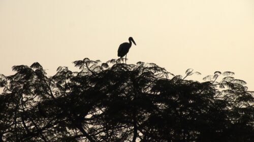 Minimalist Silhouette of an Asian Openbill Stork Perched on a Tree Desktop Wallpaper