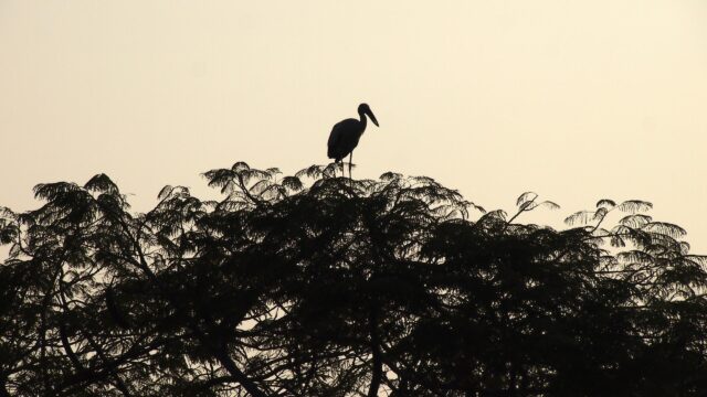 Minimalist Silhouette of an Asian Openbill Stork Perched on a Tree Desktop Wallpaper