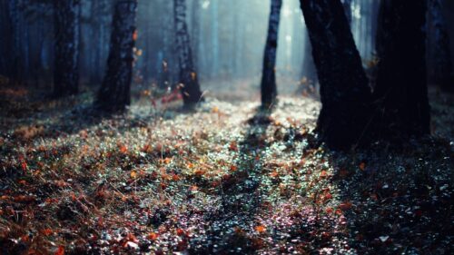 Enchanted Misty Forest Floor with Sunbeams 4K Desktop Wallpaper