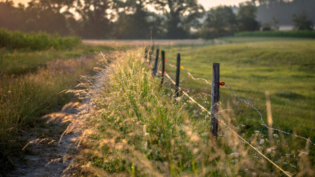 Golden Hour Sunlight on Rural Meadow with Wooden Fence 4K Wallpaper