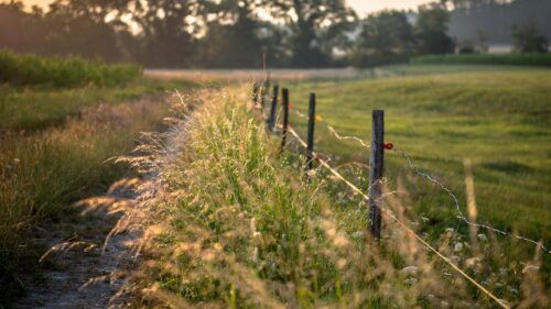 Golden Hour Sunlight on Rural Meadow with Wooden Fence 4K Wallpaper