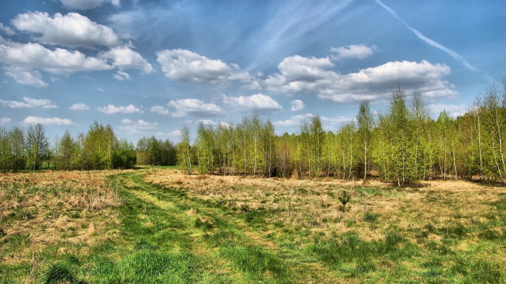 Spring Birch Forest Meadow Under Blue Sky Desktop Wallpaper