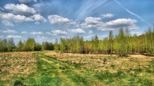 Spring Birch Forest Meadow Under Blue Sky Desktop Wallpaper