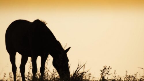 Silhouette of a Horse Grazing at Sunset Desktop Wallpaper