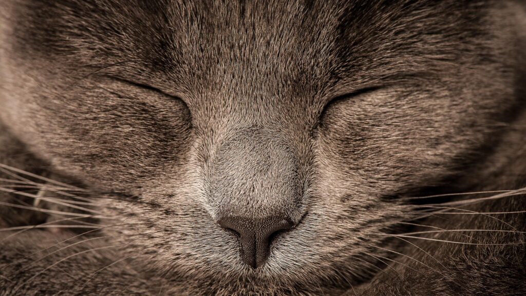 Macro Close-Up of a Sleeping Grey Cat Face 4K Wallpaper