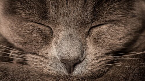 Macro Close-Up of a Sleeping Grey Cat Face 4K Wallpaper
