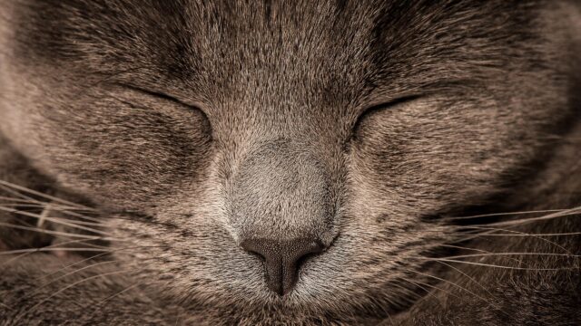 Macro Close-Up of a Sleeping Grey Cat Face 4K Wallpaper