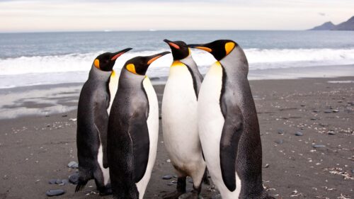 Four Majestic King Penguins Standing on Black Sand Beach 4K Wallpaper