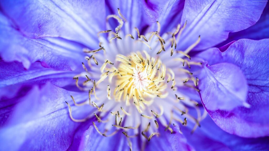 Stunning Purple Clematis Flower Macro Detail 4K Desktop Wallpaper