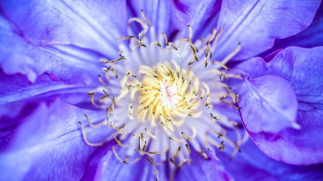 Stunning Purple Clematis Flower Macro Detail 4K Desktop Wallpaper