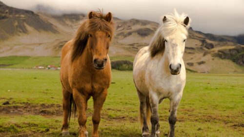 Stunning Icelandic Horses Standing in a Lush Green Valley Desktop Wallpaper