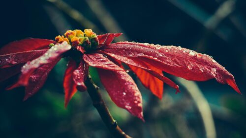 Red Poinsettia Flower with Morning Dew Drops 4K Desktop Wallpaper