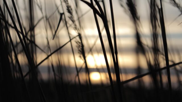Golden Hour Grass Silhouettes at Sunset Desktop Wallpaper