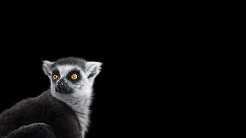Minimalist Ring-Tailed Lemur Portrait with Vibrant Eyes 4K Desktop Wallpaper