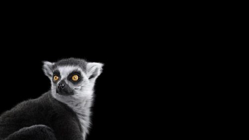 Minimalist Ring-Tailed Lemur Portrait with Vibrant Eyes 4K Desktop Wallpaper