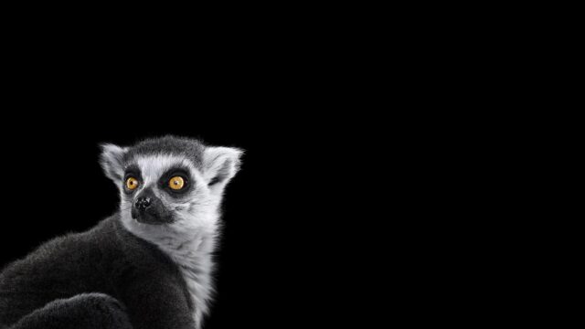 Minimalist Ring-Tailed Lemur Portrait with Vibrant Eyes 4K Desktop Wallpaper