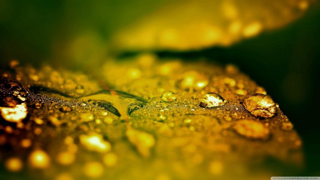 Golden Morning Dew on Green Leaf Macro Photography Desktop Wallpaper