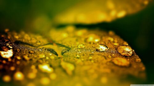 Golden Morning Dew on Green Leaf Macro Photography Desktop Wallpaper