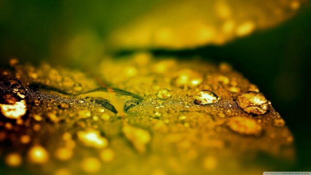 Golden Morning Dew on Green Leaf Macro Photography Desktop Wallpaper