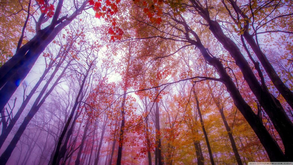 Enchanting Autumn Forest with Vibrant Red and Golden Leaves Desktop Wallpaper