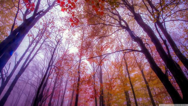 Enchanting Autumn Forest with Vibrant Red and Golden Leaves Desktop Wallpaper